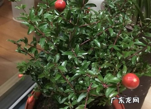 石榴的生长习性和生长特点