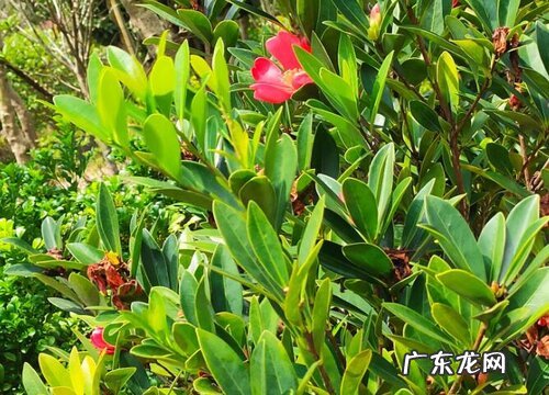 炮仗花冬天掉叶子吗