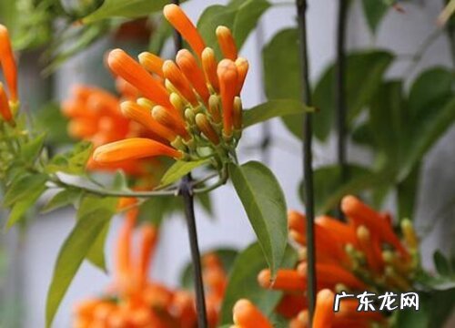 炮仗花冬天掉叶子吗