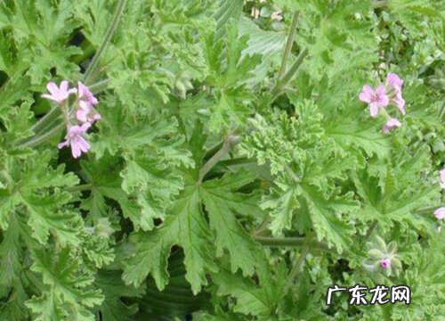 驱蚊草可以淋雨吗