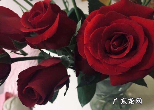 玫瑰是草本还是木本