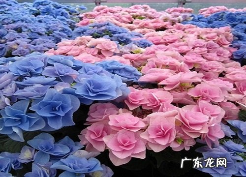 绣球花是草本还是木本