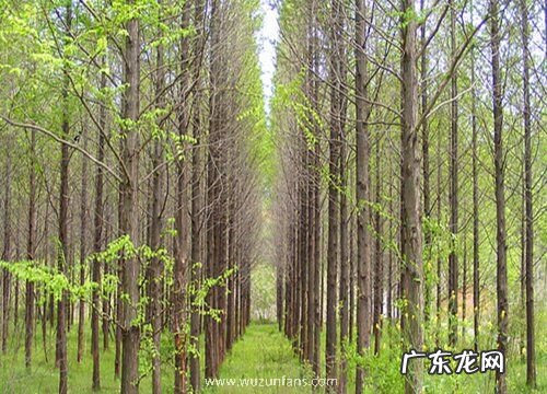 挡风的树有哪些