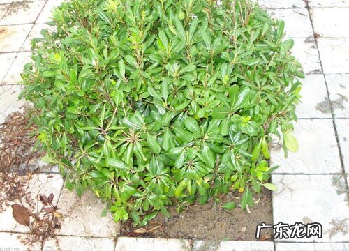 球形景观树有哪些