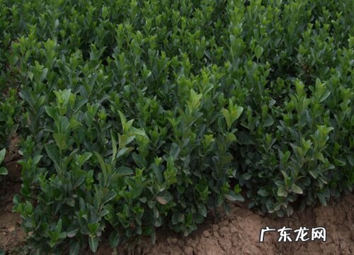 球形景观树有哪些