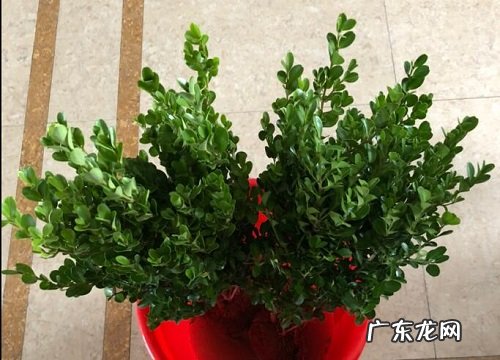 球形景观树有哪些