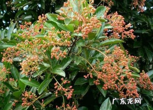 球形景观树有哪些