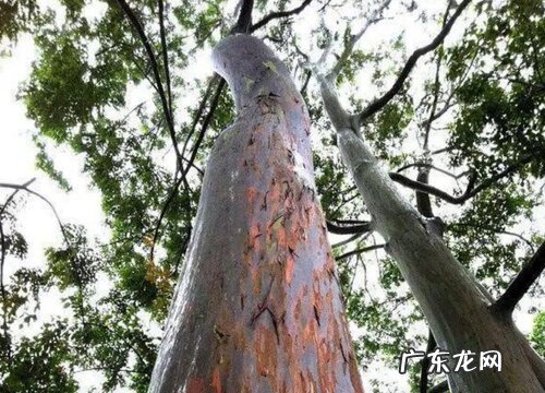 好看的树有哪些