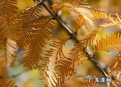 好看的树有哪些