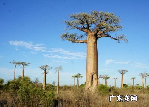 好看的树有哪些