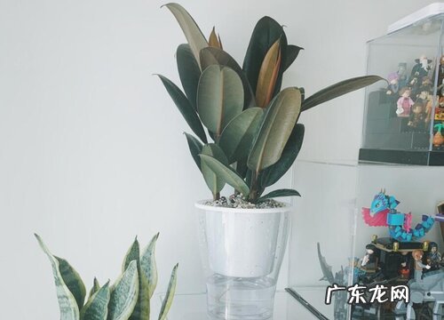 可以水培的树有哪些