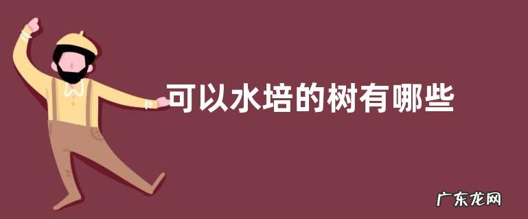 可以水培的树有哪些