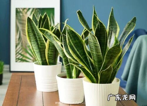 虎尾兰怎样种植繁殖 虎尾兰种植方法和注意事项