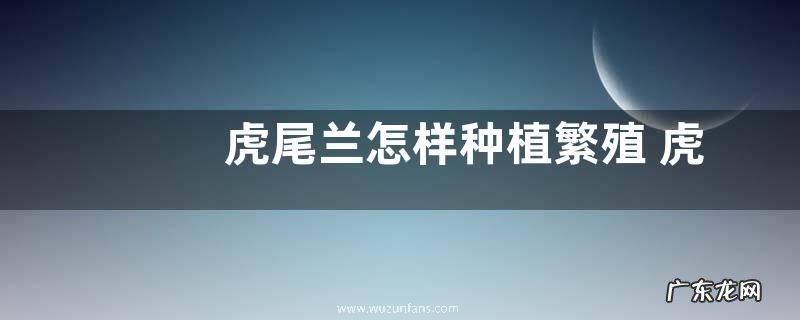 虎尾兰怎样种植繁殖 虎尾兰种植方法和注意事项