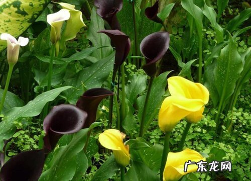 彩色马蹄莲的养殖方法和注意事项有哪些