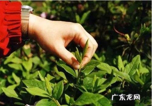 波斯菊摘心时间 摘心方法及步骤图解