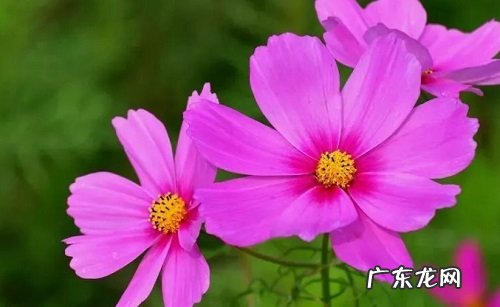 波斯菊摘心时间 摘心方法及步骤图解