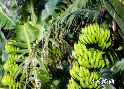 香蕉树是一年一种吗
