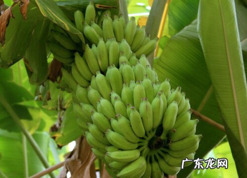 香蕉树是一年一种吗