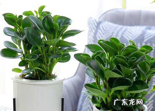 碧玉可以淋雨吗