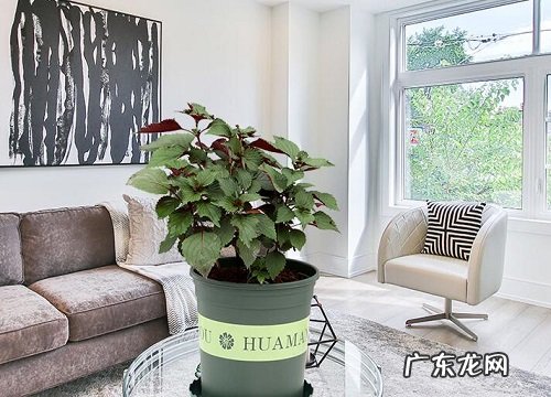 罗勒是一年一种吗