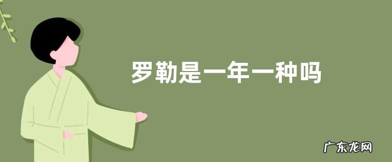 罗勒是一年一种吗
