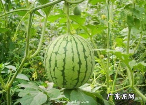 西瓜是一年一种吗