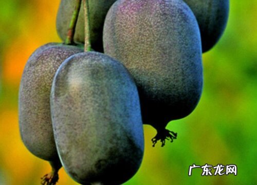 软枣猕猴桃可以盆栽吗