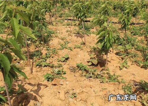 北方庭院景观树有哪些