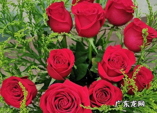 玫瑰可以淋雨吗