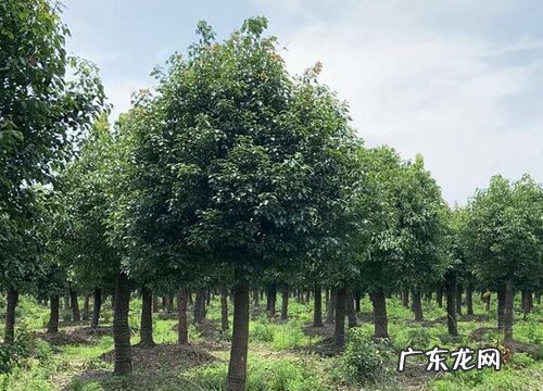 耐寒的风景树有哪些
