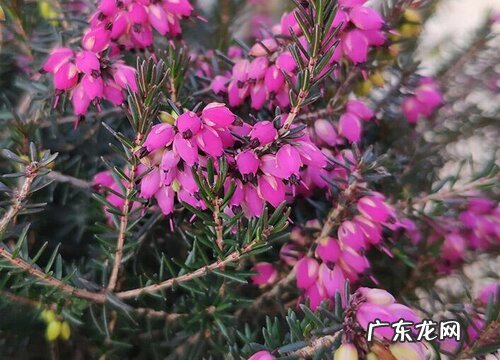 耐寒的风景树有哪些