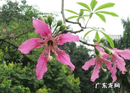 木棉科的树有哪些