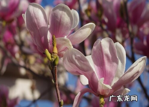 粉色花的树有哪些