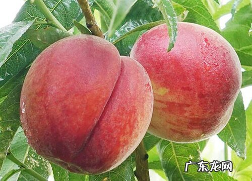 五月开花的树有哪些