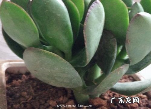 玉树能在室内养吗 室内养殖玉树要点