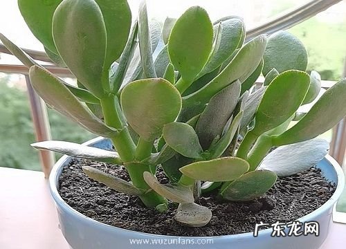 玉树能在室内养吗 室内养殖玉树要点