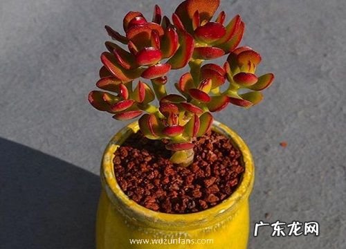 玉树能在室内养吗 室内养殖玉树要点