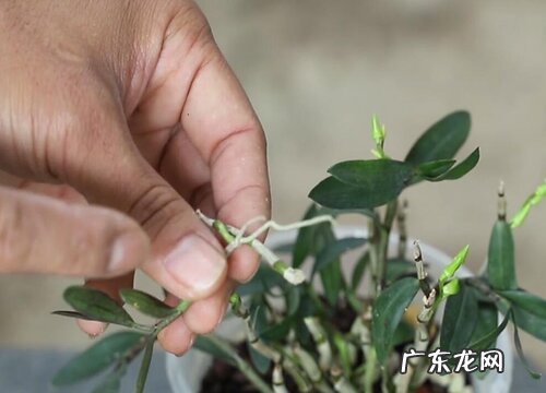 石斛怎么修剪方法