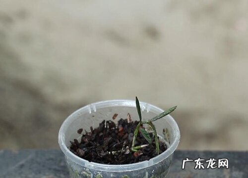 石斛怎么修剪方法