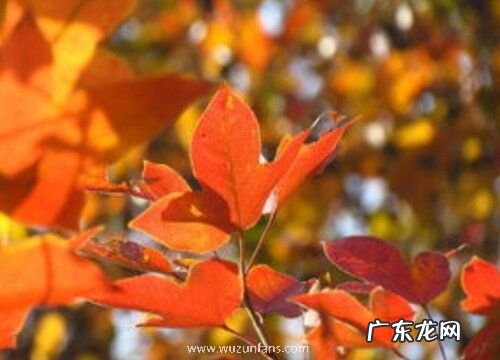 乔木科的树有哪些