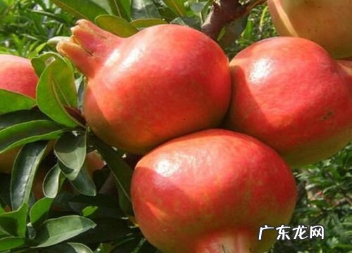 石榴喜肥吗 喜欢施什么肥料