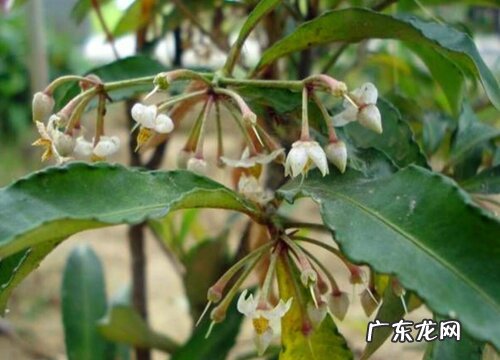 伞形状的树有哪些