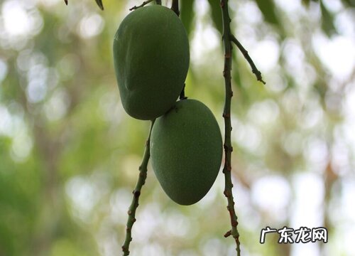 夏天结果的树有哪些