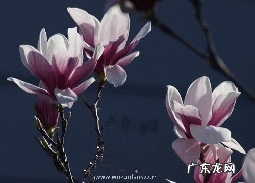 三月份开花的树有哪些