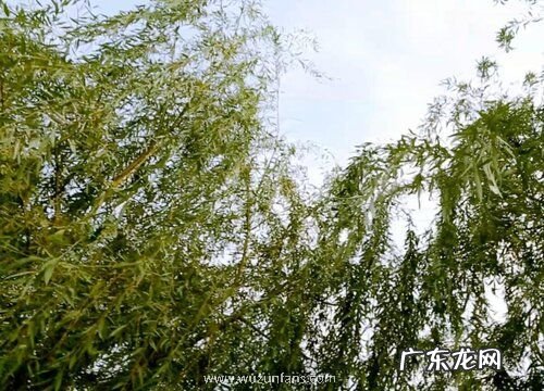 三月份开花的树有哪些