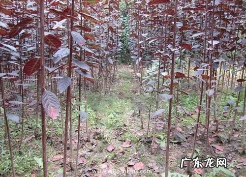 三月份开花的树有哪些