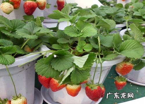 草莓可以淋雨吗