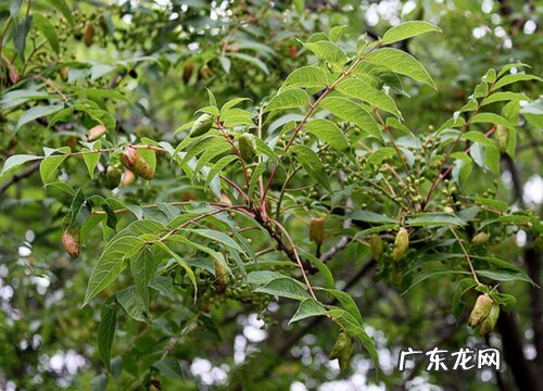 粉色的树有哪些