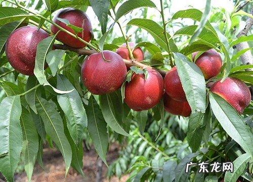 粉色的树有哪些